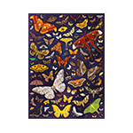 miniatura plakat Cmy