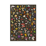 miniatura plakat Grzyby